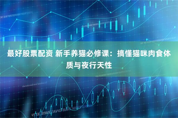 最好股票配资 新手养猫必修课：搞懂猫咪肉食体质与夜行天性